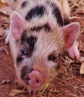 /album/teacup-pigs/masked-piglet-350x211-jpg/